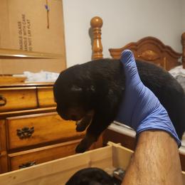 Boy 1 - Black and rust male Rottweiler puppy in San Antonio, Texas from Angel Rottweilers