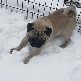Winston - Fawn male Pug puppy in Hillsboro, Wisconsin from Braidi's Pugs