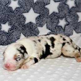 Astrid - Blue merle female Miniature Australian Shepherd puppy in Guthrie, Oklahoma from Raised Right Pups