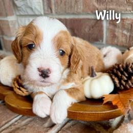 Willy - Red  male Goldendoodle puppy in Ozark, Missouri from Halo Doodles