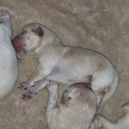 Green - Yellow male Labrador Retriever puppy in Siloam Springs, Arkansas from Karemy Kennels (Karemy Labradors)