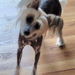Joy - Chinese Crested