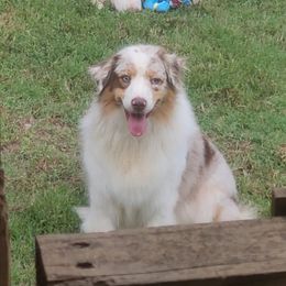 Nomi - Red merle female Australian Shepherd puppy in Lenoir City, Tennessee from Gemmell Australian Shepherds