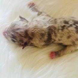 Girl 1 - Chocolate merle female Pomeranian puppy in Hernando, Mississippi from The Pom Squad