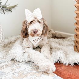Chip - Goldendoodle