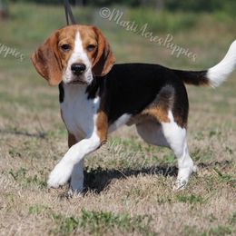 Charlie - Beagle
