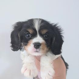 Buddy - Tri-color male Cavalier King Charles Spaniel puppy in Stevens, Pennsylvania from Jodi's Cavalier King Charles Spaniels and Cavapoos
