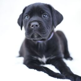 Vienna - Black female Cane Corso puppy in Kent, Washington from Grande Kennels