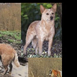 Australian Cattle Dogs from By Design ACD