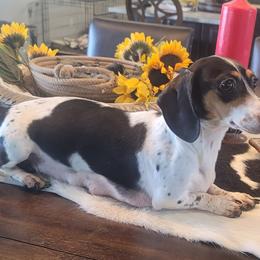 Cookie - Dachshund