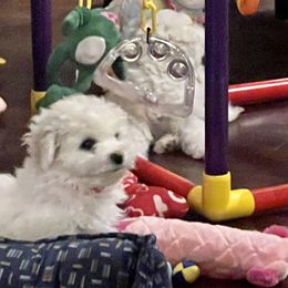 Bichon Frise Puppies from Heavenscent Bichons