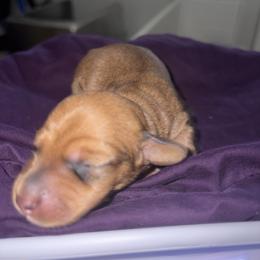 CKC Red sable girl 2 (buyer will name) - Sable female Dachshund puppy in Canyon Lake, Texas from M&Ms Dachshunds of Central Texas