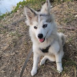 Rose - Tri-color female Pomsky puppy in West Sacramento, California from Northern Cali Pomskies
