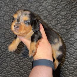 Biscuit - Dapple male Dachshund puppy in Liberty, Mississippi from Liberty Oaks Aussies and Dachshunds