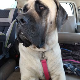 Annie - Mastiff