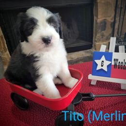 Bearded Collie Puppies from Lone Star Bearded Collies