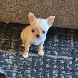 Minnie - Fawn female Chihuahua puppy in Indianapolis, Indiana from London Rouge Chihuahuas
