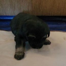 Light Blue - Black and tan male German Shepherd puppy in Pahrump, Nevada from Rayler Kennels
