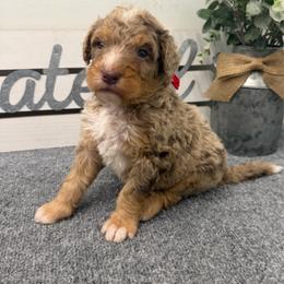 Rue - Chocolate merle male Bernedoodle puppy in Hegins, Pennsylvania from Bubbling Springs Doodles, LLC