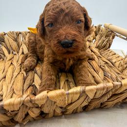 Monsoon - Apricot female Goldendoodle puppy in Sunman, Indiana from Brunsman Country Doodles LLC