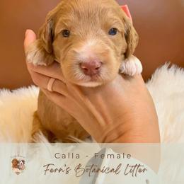 Calla - Cream female Goldendoodle puppy in Atlanta, Georgia from Teddy Puppies