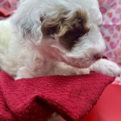 Poodle Puppies from Debi Griego