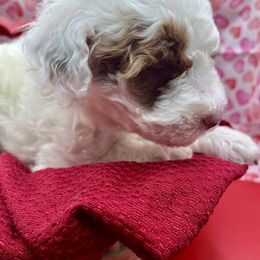 Poodle Puppies from Debi Griego