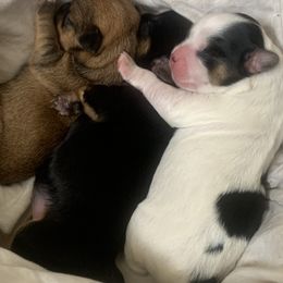 Shih Tzu Puppies from Dyminarough kennels
