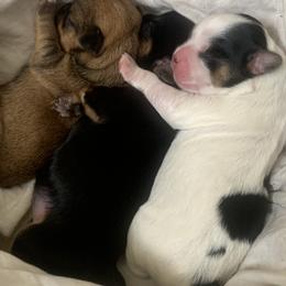 Shih Tzu Puppies from Dyminarough kennels