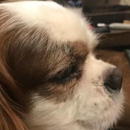 Cavalier King Charles Spaniels and English Toy Spaniels from Debra Dyjak
