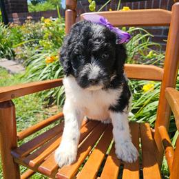 Camilla - female Newfypoo puppy in Hardin, Kentucky from Bluegrass Newfypoos