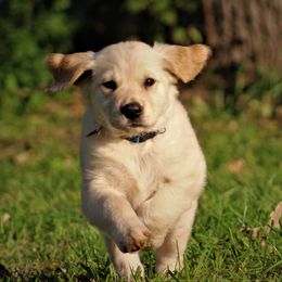 Golden Retriever Puppies from Golden Barnes Kennel