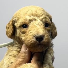 Light blue boy - Apricot male Goldendoodle puppy in Pawtucket, Rhode Island from Ds_minidoodles