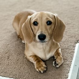 Journey - Dachshund
