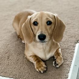 Journey - Dachshund