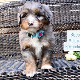 Biscuit - Merle male Bernedoodle puppy in Port Orange, Florida from Royal doodles of Florida