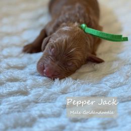 Pepper Jack - Apricot male Goldendoodle puppy in Snohomish, Washington from Doodles of Snohomish