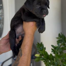 Girl 4 - Black brindle female Cane Corso puppy in California from Donato Kennels