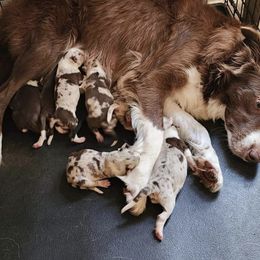 Border Collie Puppies from BC Dogs at the Rodgers