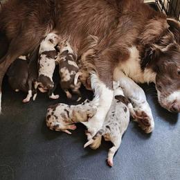 Border Collie Puppies from BC Dogs at the Rodgers