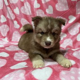 Love AKC - Siberian Husky puppy from Huskies By the Bay