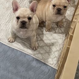 Bulldog and French Bulldog Puppies from Empire Bulldogs & French Bulldogs