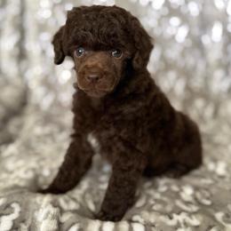 AKC Otto - Brown male Poodle puppy in Tecumseh, Oklahoma from Poodles in the Garden