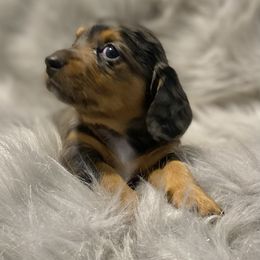 Dachshund Puppies from ATR Dachshunds