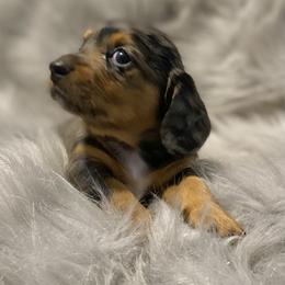 Dachshund Puppies from ATR Dachshunds