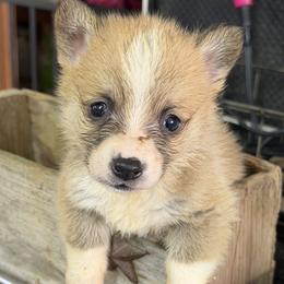 Boy 3 - Red male Pembroke Welsh Corgi puppy in Moulton, Alabama from Reed's Pembroke Corgi Welsh