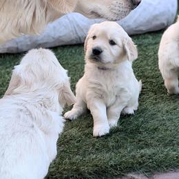 Golden Retriever Puppies from Mountain Sky Goldens   https://youtu.be/30SVQesEtig?si=CMjASv_Tza1VKSNt