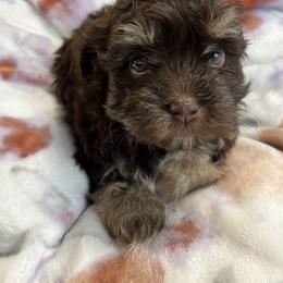 Henry - Chocolate male Havanese puppy in Starr, South Carolina from Home with Havanese