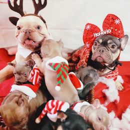 French Bulldog and Poodle Puppies from Poos&Bulls Keepsake