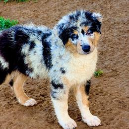 Knox - Blue merle male Australian Shepherd puppy in Mineral Wells, Texas from A6 Australian Shepards